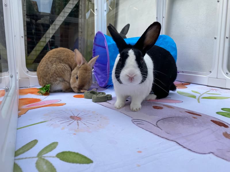 Two rabbits in a clean indoor enclosure with a blanket, a blue tunnel and fresh greens