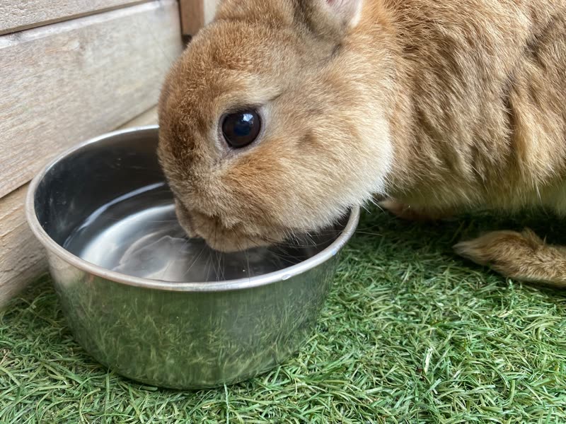 Close-up of a rabbit drinking from a steel bowl outdoors, cropped wide