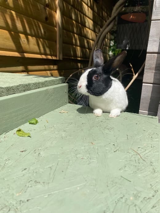 Black-and-white Dutch rabbit in a shaded outdoor run with hay on the floor