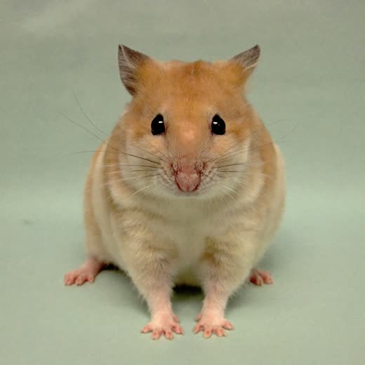 A hamster sitting upright against a plain pastel background